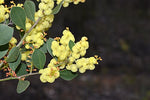 Glowing Wattle Flowers (Acacia celestrifolia)