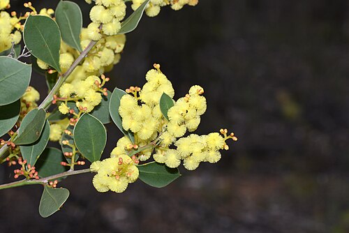Glowing Wattle Flowers (Acacia celestrifolia)