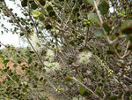 Gorada (Melaleuca lateriflora)