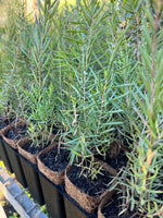 Graceful Honey Myrtle (Melaleuca radula)