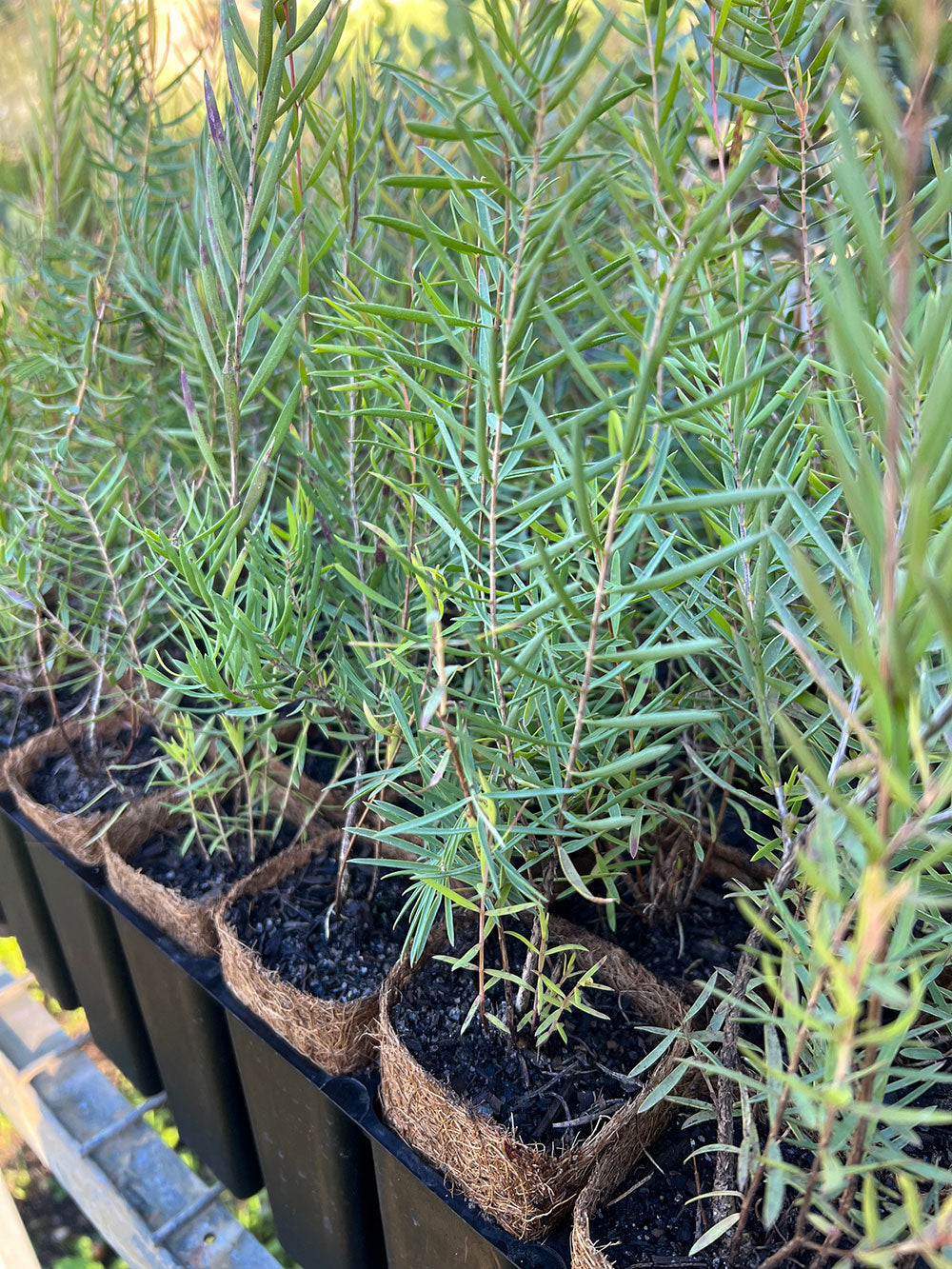 Graceful Honey Myrtle (Melaleuca radula)
