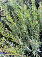 Graceful Honey Myrtle (Melaleuca radula)