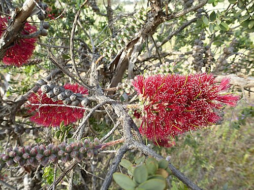 Granite Bottlebrush Flowers (Melaleuca elliptica)
