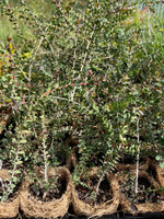 Granite Bottlebrush (Melaleuca elliptica)