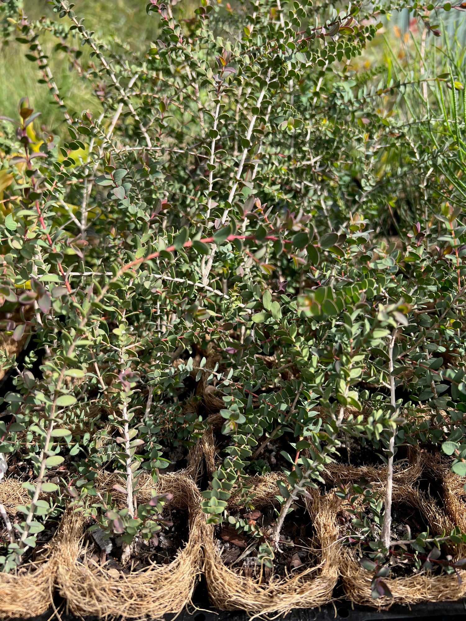 Granite Bottlebrush (Melaleuca elliptica)