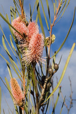 Grass Leaf Hakea (Hakea multilineata)