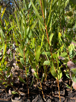 Grass leaf Hakea (Hakea multilineata)