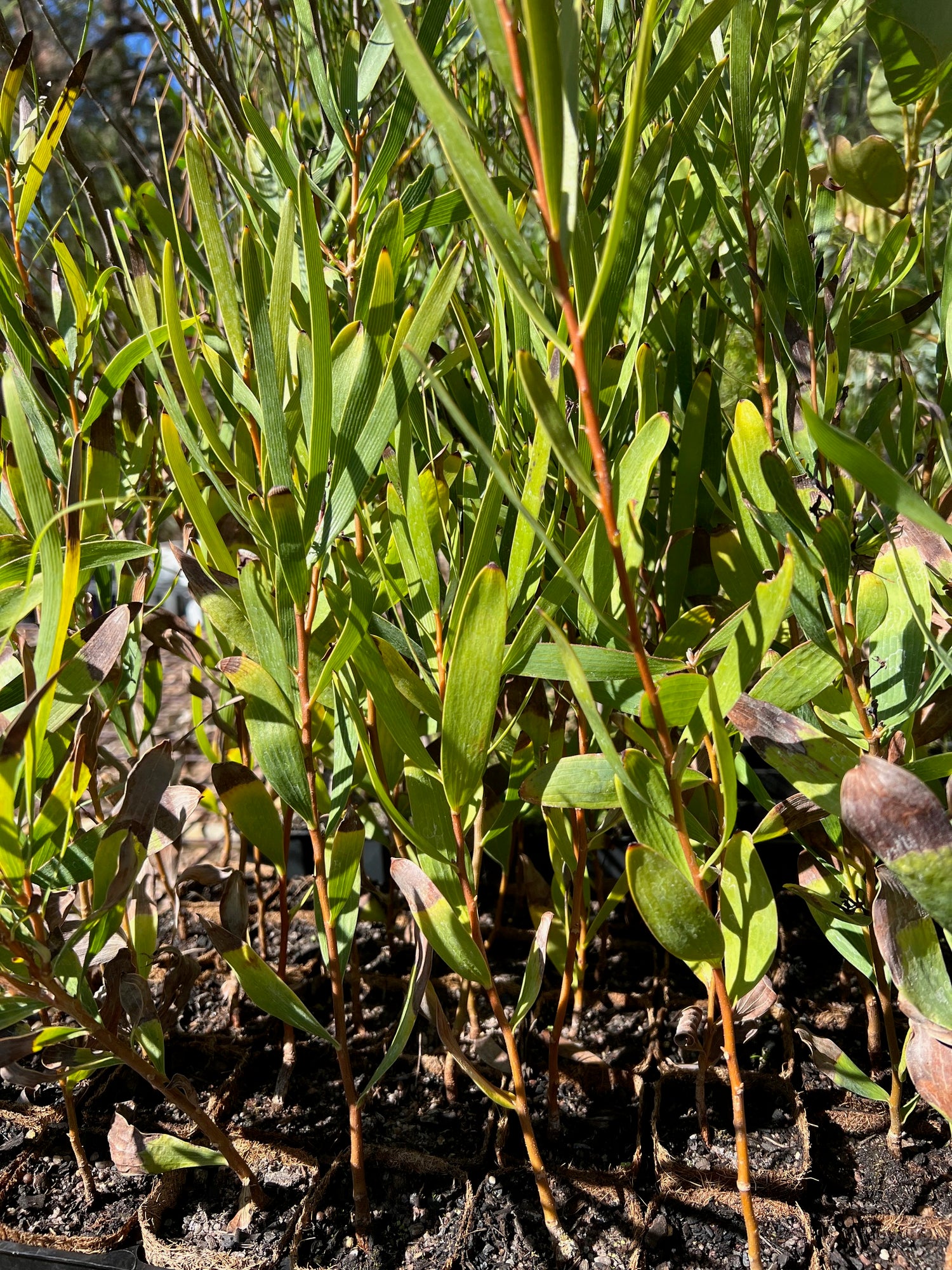 Grass leaf Hakea (Hakea multilineata)