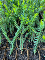 Green Honey Myrtle (Melaleuca diosmifolia)