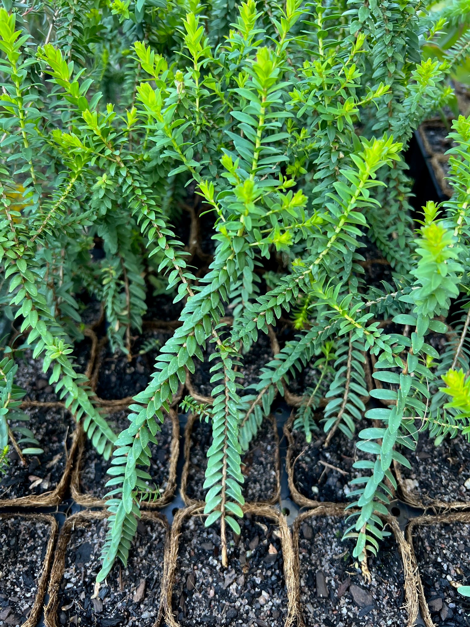 Green Honey Myrtle (Melaleuca diosmifolia)