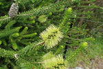 Green Honey Myrtle (Melaleuca diomisifolia)