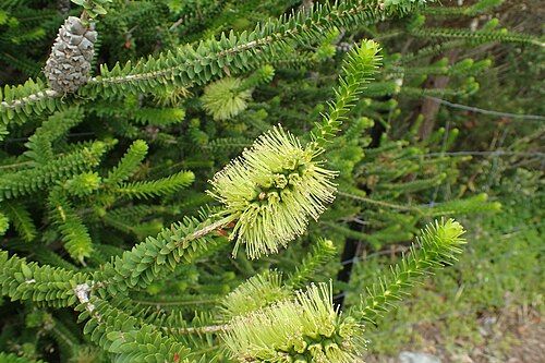 Green Honey Myrtle (Melaleuca diomisifolia)