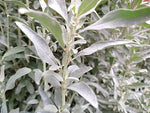 Grey Saltbush (Atriplex cinerea)