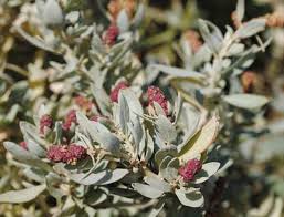 Grey Saltbush Flowers (Atriplex cinerea)