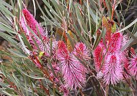 Emu Tree | Hakea francisiana