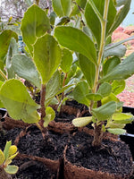 Harsh Hakea in Coir (Hakea prostrata)