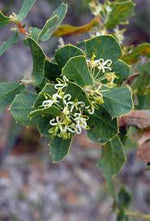 Harsh Hakea (Hakea prostrata)