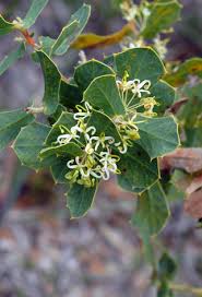 Harsh Hakea (Hakea prostrata)