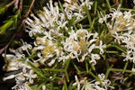 Honey Bush Flowers (Hakea lissocarpha)