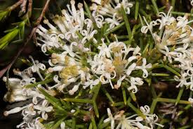 Honey Bush Flowers (Hakea lissocarpha)