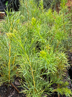 Honey Bush (Hakea lissocarpha)
