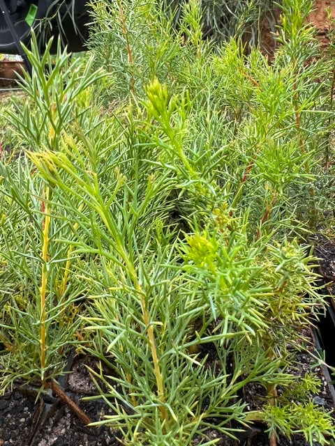 Honey Bush (Hakea lissocarpha)