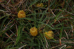 Honeypot Dryandra (Banksia nivea)