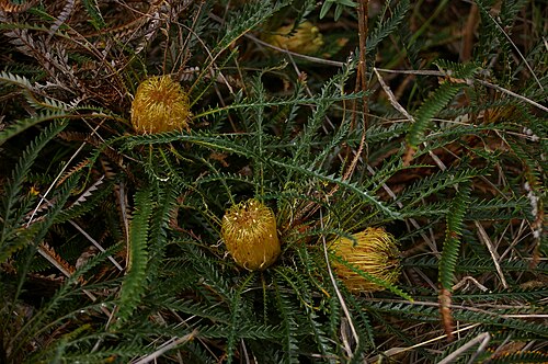 Honeypot Dryandra (Banksia nivea)