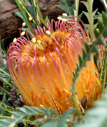 Honeypot Dryandra Flower (Banksia nivea)