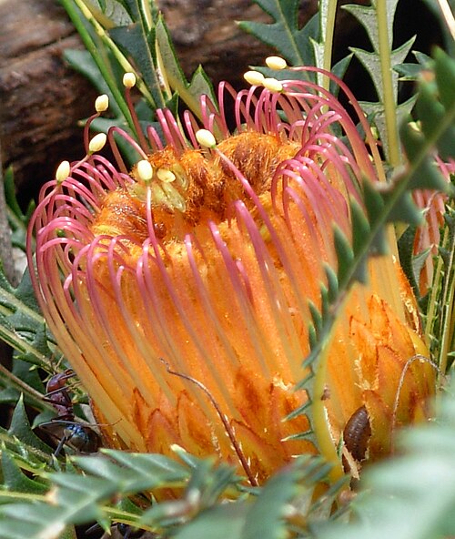 Honeypot Dryandra Flower (Banksia nivea)