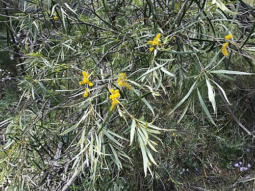 Jam Wattle (Acacia acuminata)