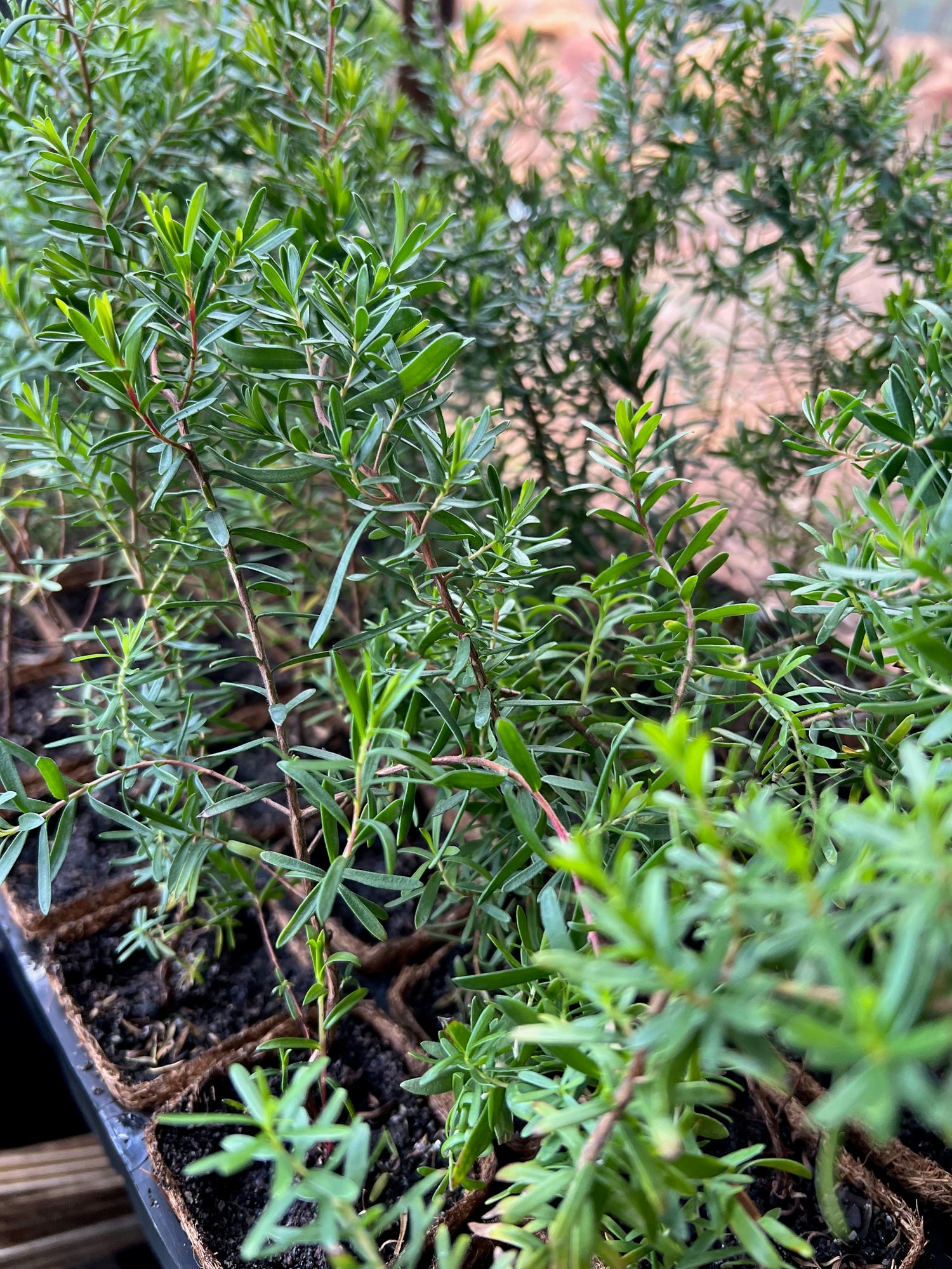 Crimson Kunzea | Kunzea baxteri