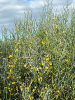Leafless Rock Wattle (Acacia-aphylla)