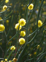 Leafless Rock Wattle Flowers (Acacia aphylla)