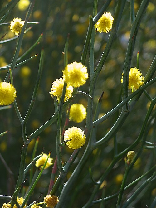 Leafless Rock Wattle Flowers (Acacia aphylla)