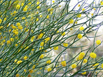 Leafless Rock Wattle (Acacia aphylla)