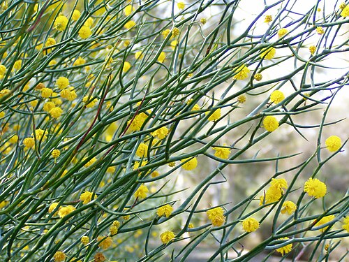 Leafless Rock Wattle (Acacia aphylla)