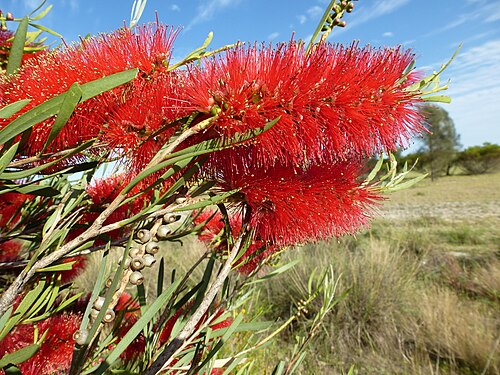 Lesser Bottlebrush (Callistemon phoeniceus)
