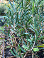 Lesser Bottlebrush in Coir (Callistemon phoeniceus)