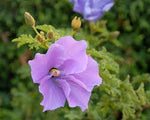 Lilac Hibiscus (Alyogne huegelii)
