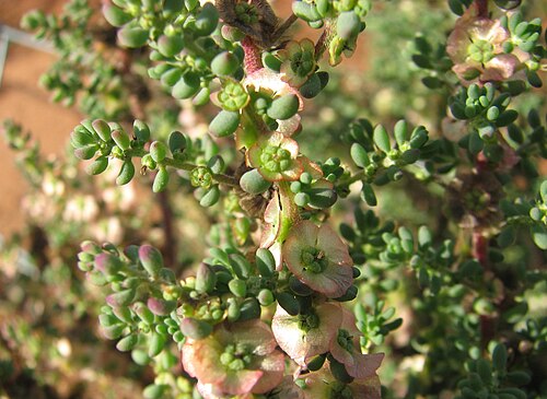 Small Leaf Bluebush | Maireana brevifolia