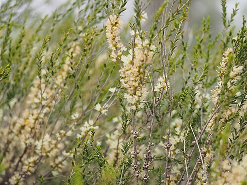 Mallee Honey Myrtle (Melaleuca acuminata)
