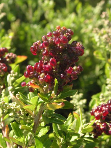 Mallee Saltbush Berries (Rhagodia preissii)