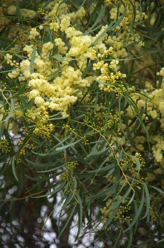 Manna Wattle (Acacia microbotrya)