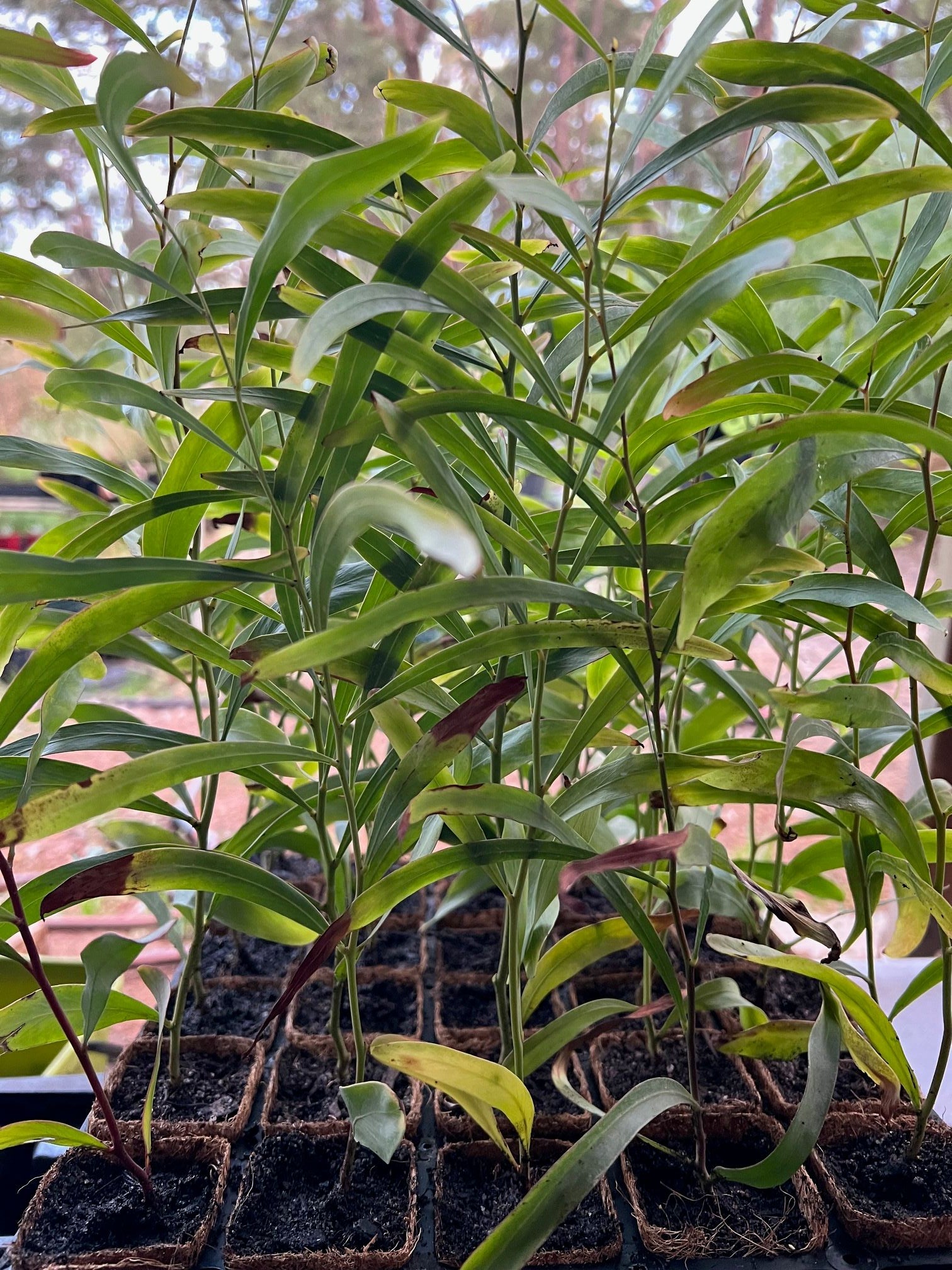 Manna Wattle in Coir (Acacia microbotrya)