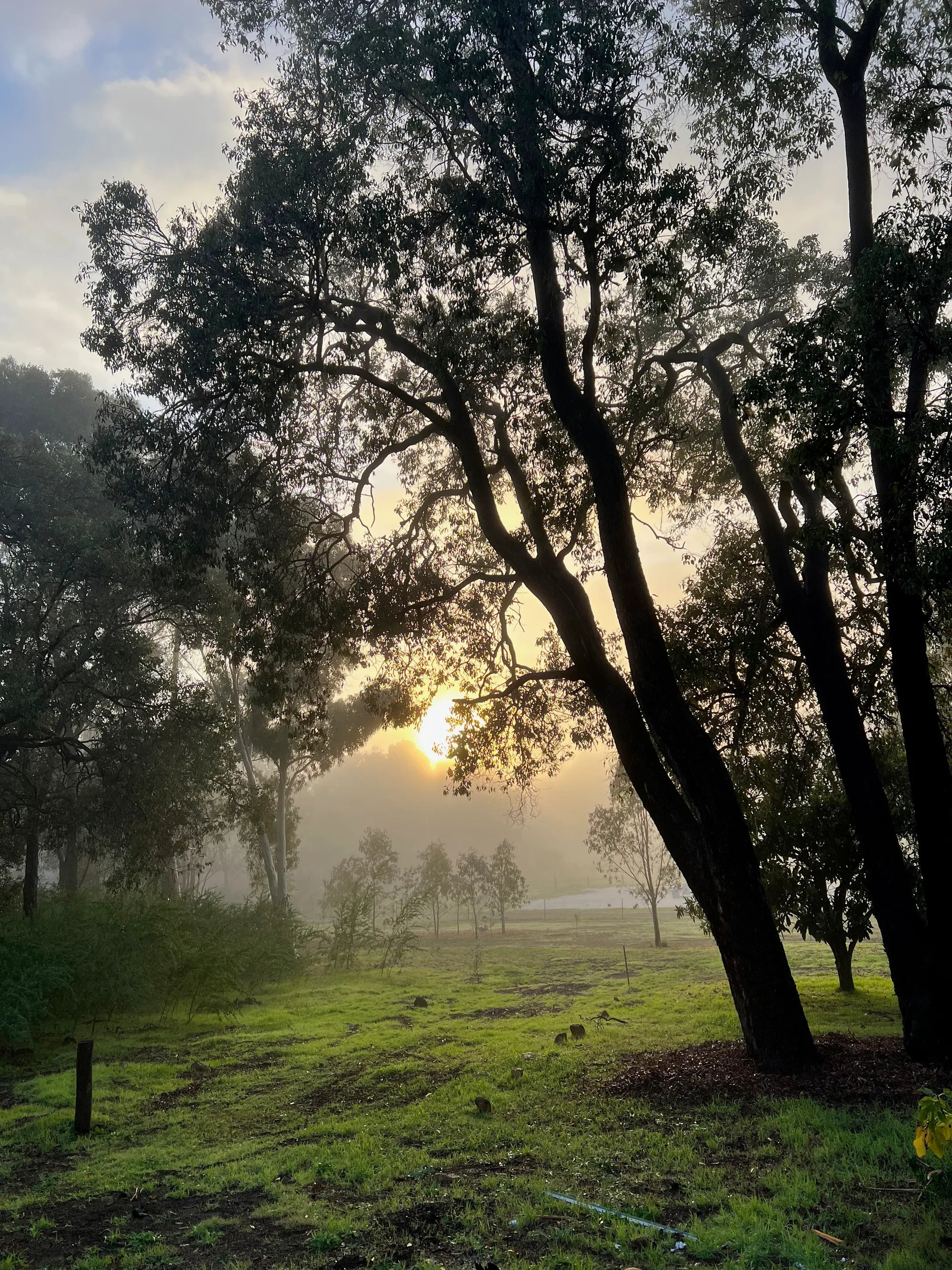 Marri Tree in the Perth Hills