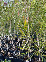 Melaleuca atroviridis