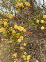 Melaleuca atroviridis