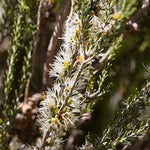 Melaleuca brevifolia