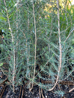Melaleuca cuticularis
